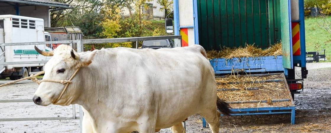 Election des vaches mirandaises