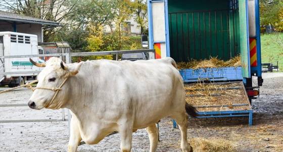 Election des vaches mirandaises