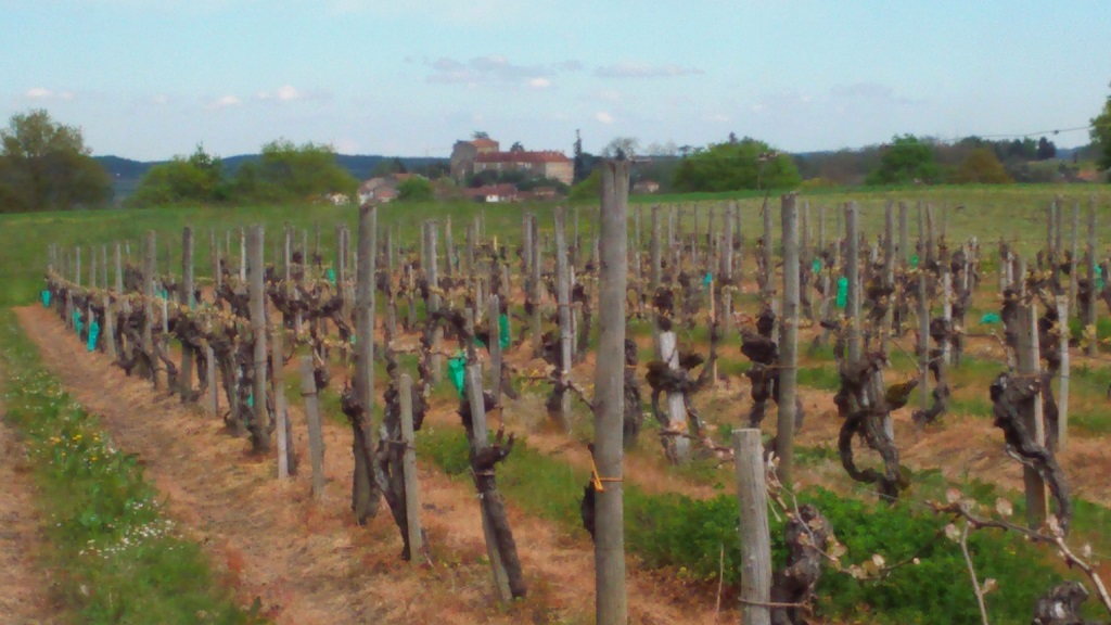 Vignoble de Saint-Mont